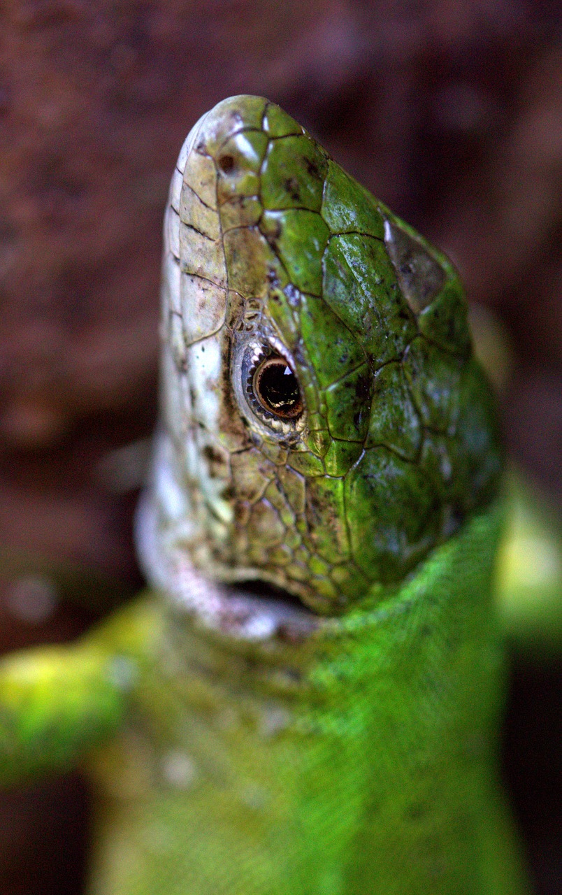 the lizard green reptile free photo