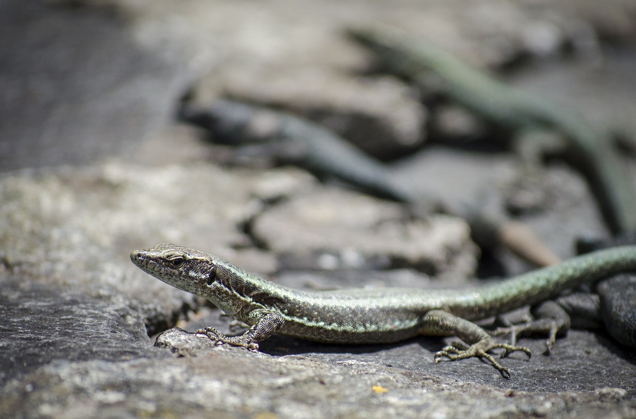 the lizard gad animal free photo