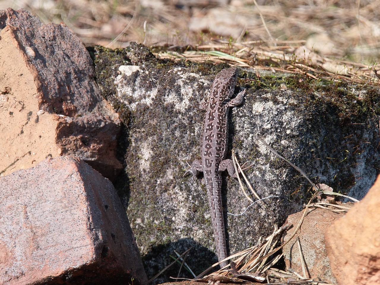 the lizard gray swornegacie free photo