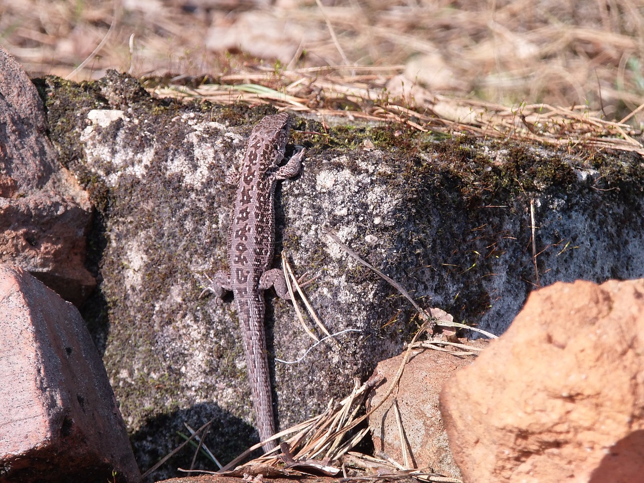 the lizard gray animals free photo