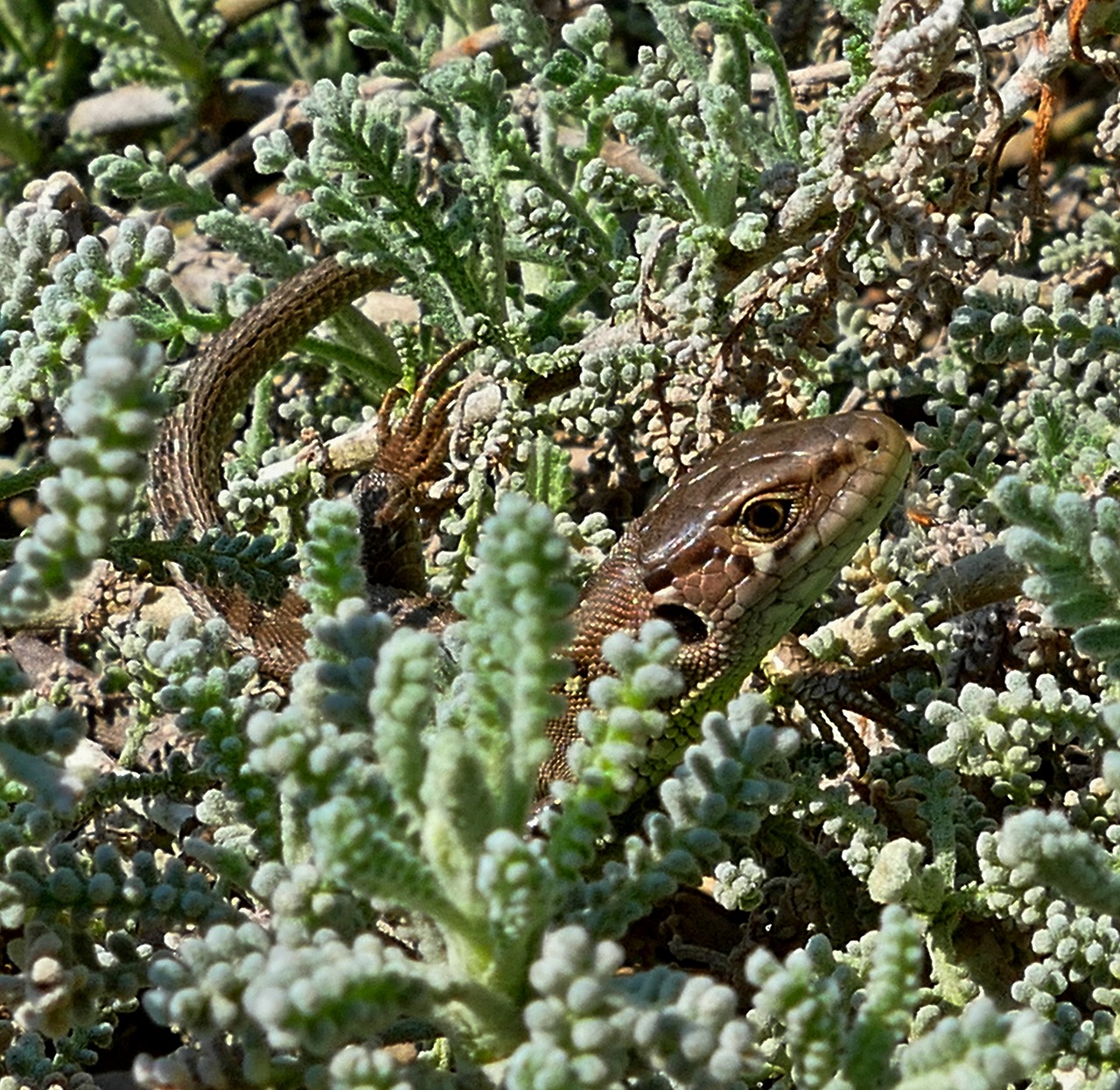 the lizard  common  reptile free photo