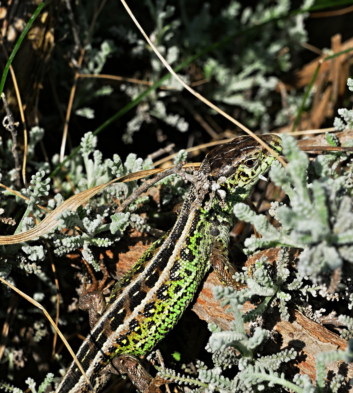 the lizard  common  reptile free photo