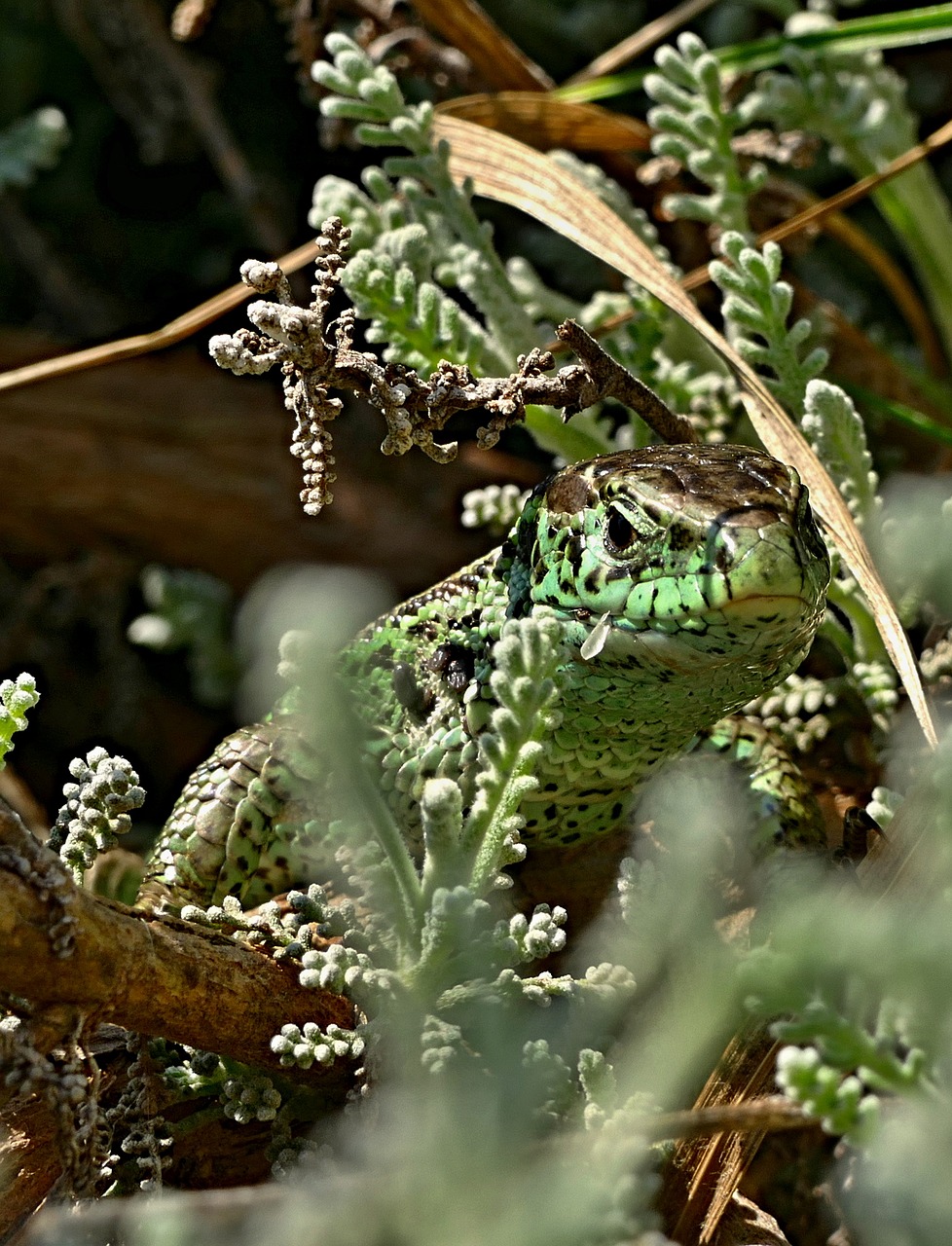 the lizard  common  reptile free photo