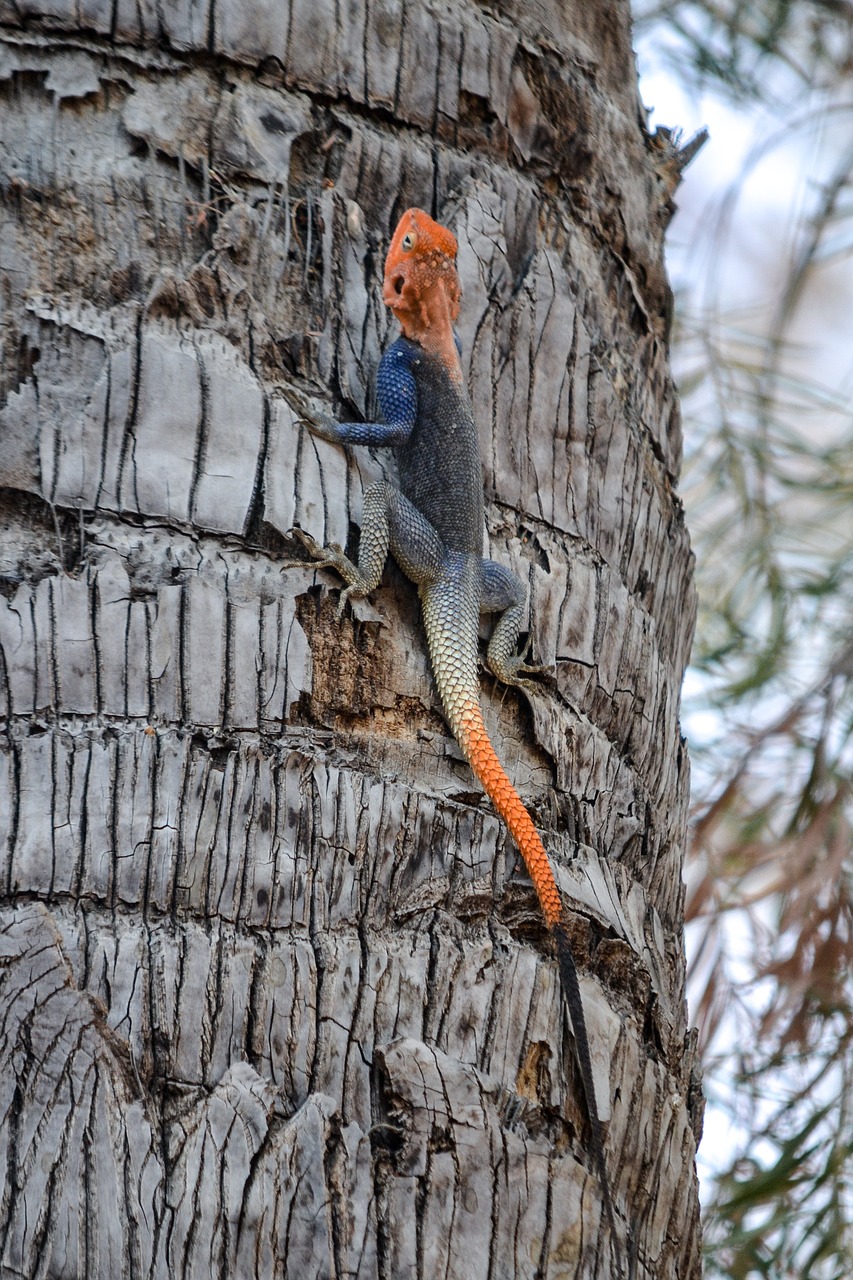 the lizard  pom  reptile free photo