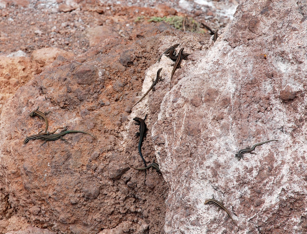 the lizard  rock  animal free photo