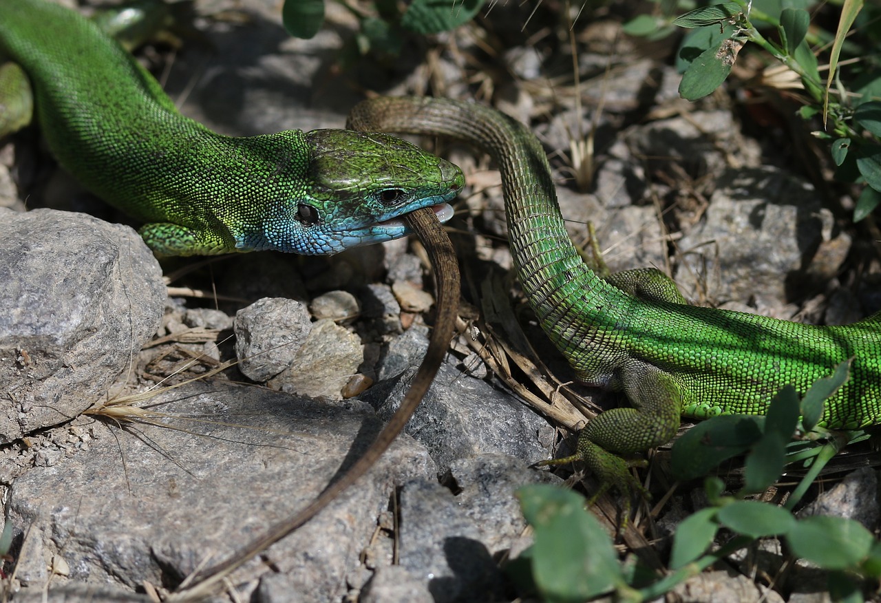 the lizard  green  struggle free photo