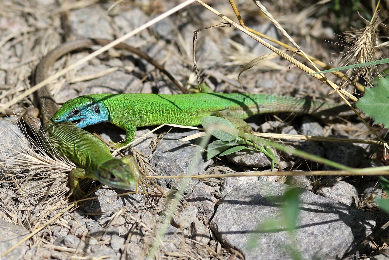 the lizard  mating  green free photo