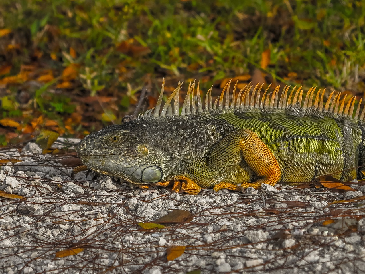 the lizard  iguana  gad free photo