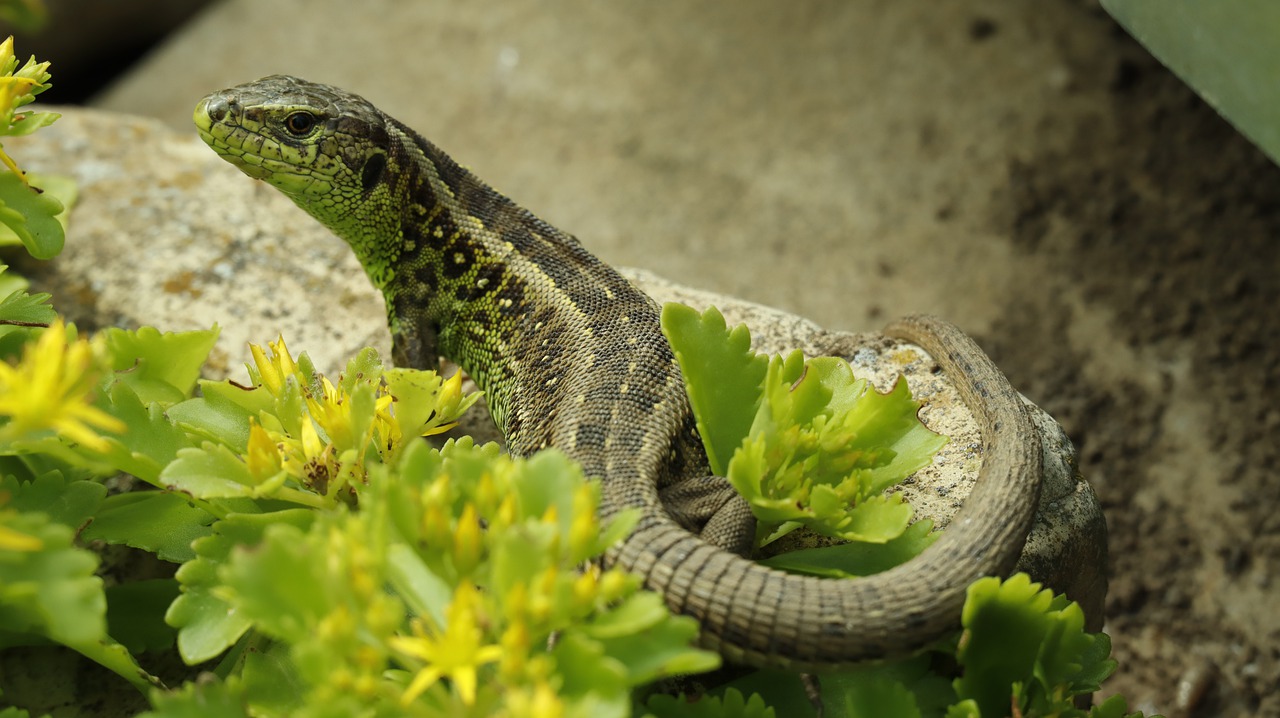 the lizard  sand  gad free photo