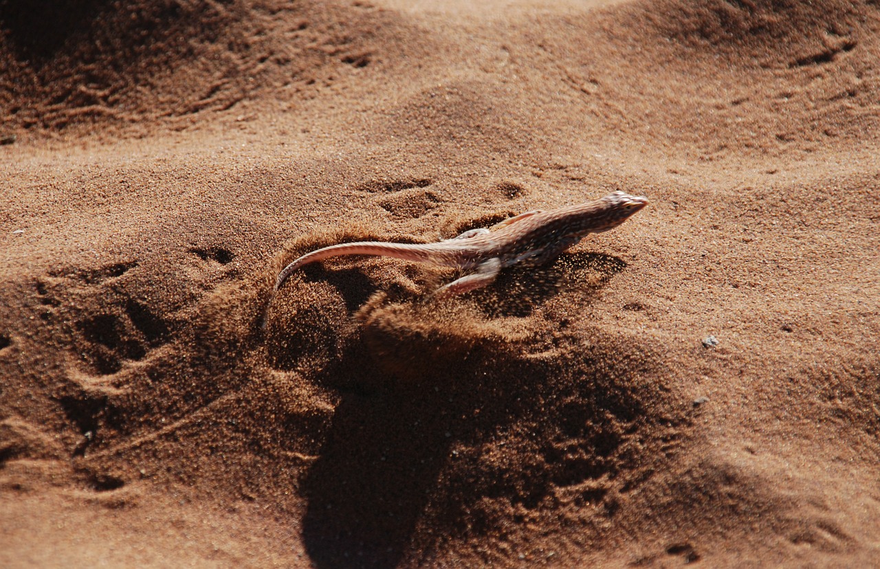 the lizard desert sand free photo