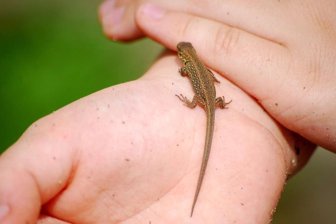 the lizard sand nature free photo