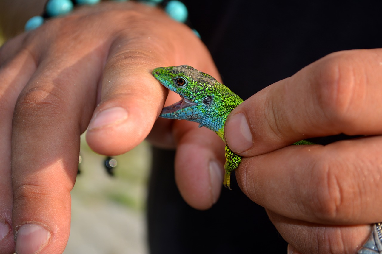 the lizard reptile green free photo