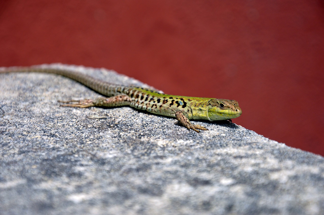 the lizard amphibian nature free photo