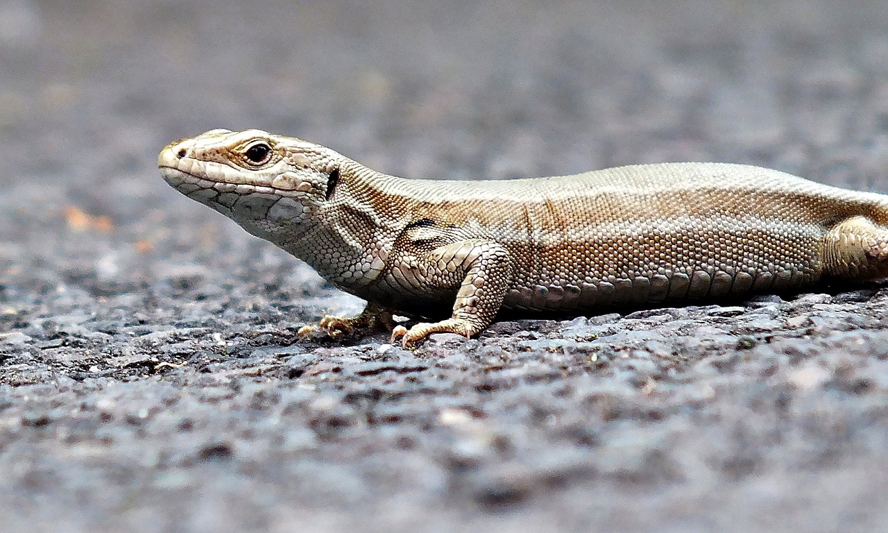 the lizard animal sand lizard free photo