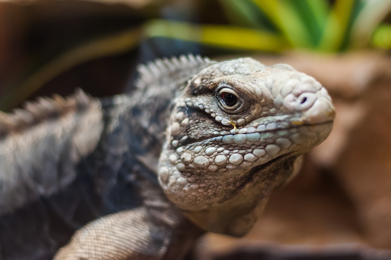 the lizard leopard gecko gad free photo