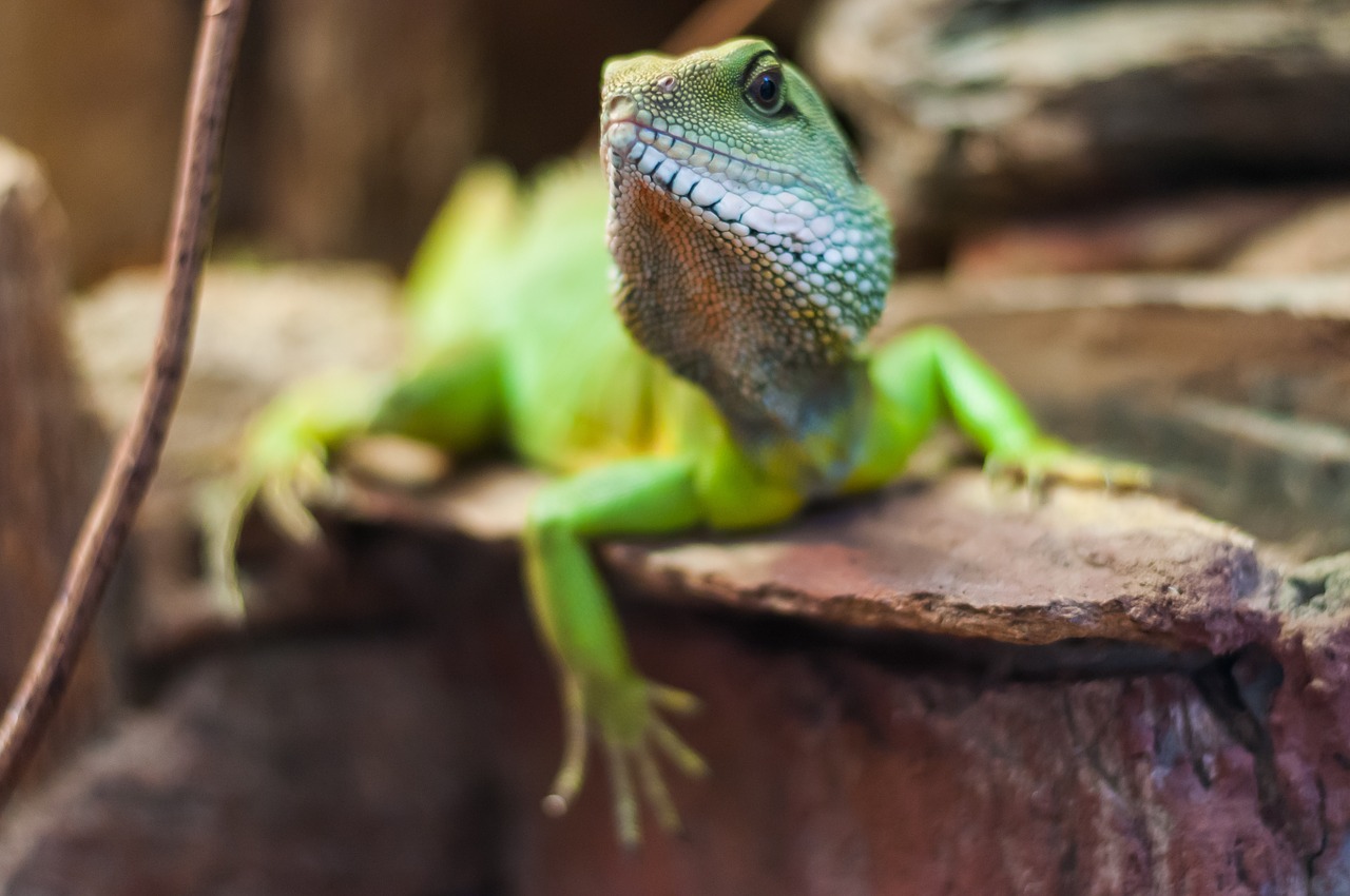 the lizard leopard gecko garden free photo