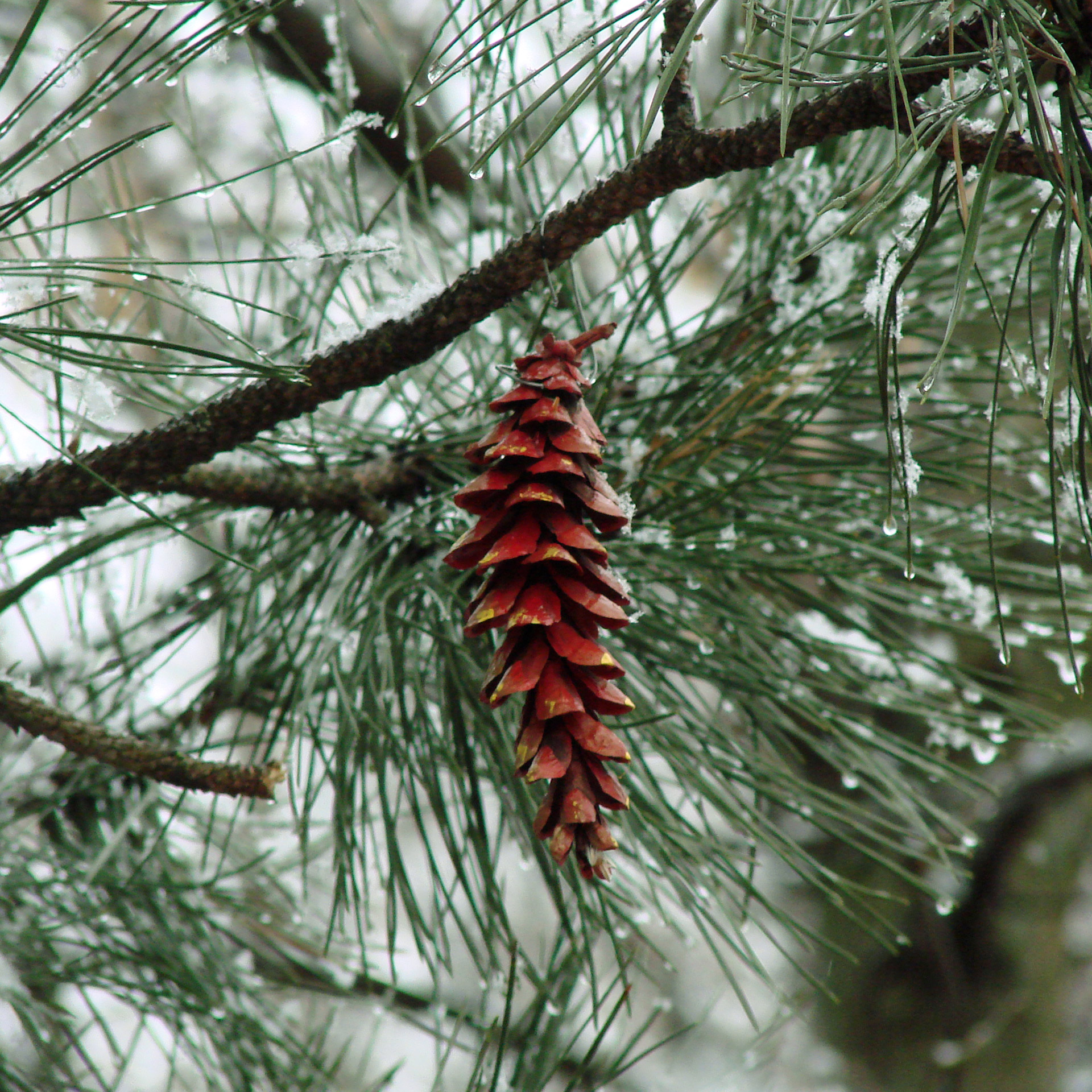 pinecone evergreen tree free photo