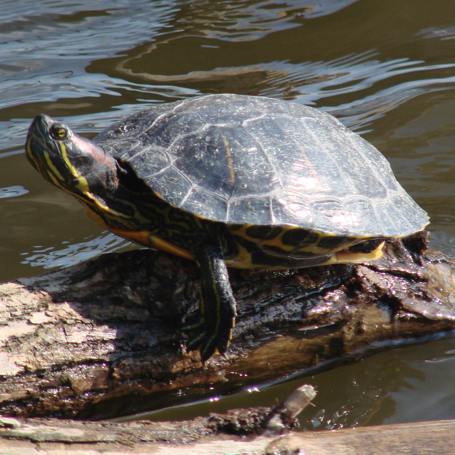 turtle sunning summer free photo