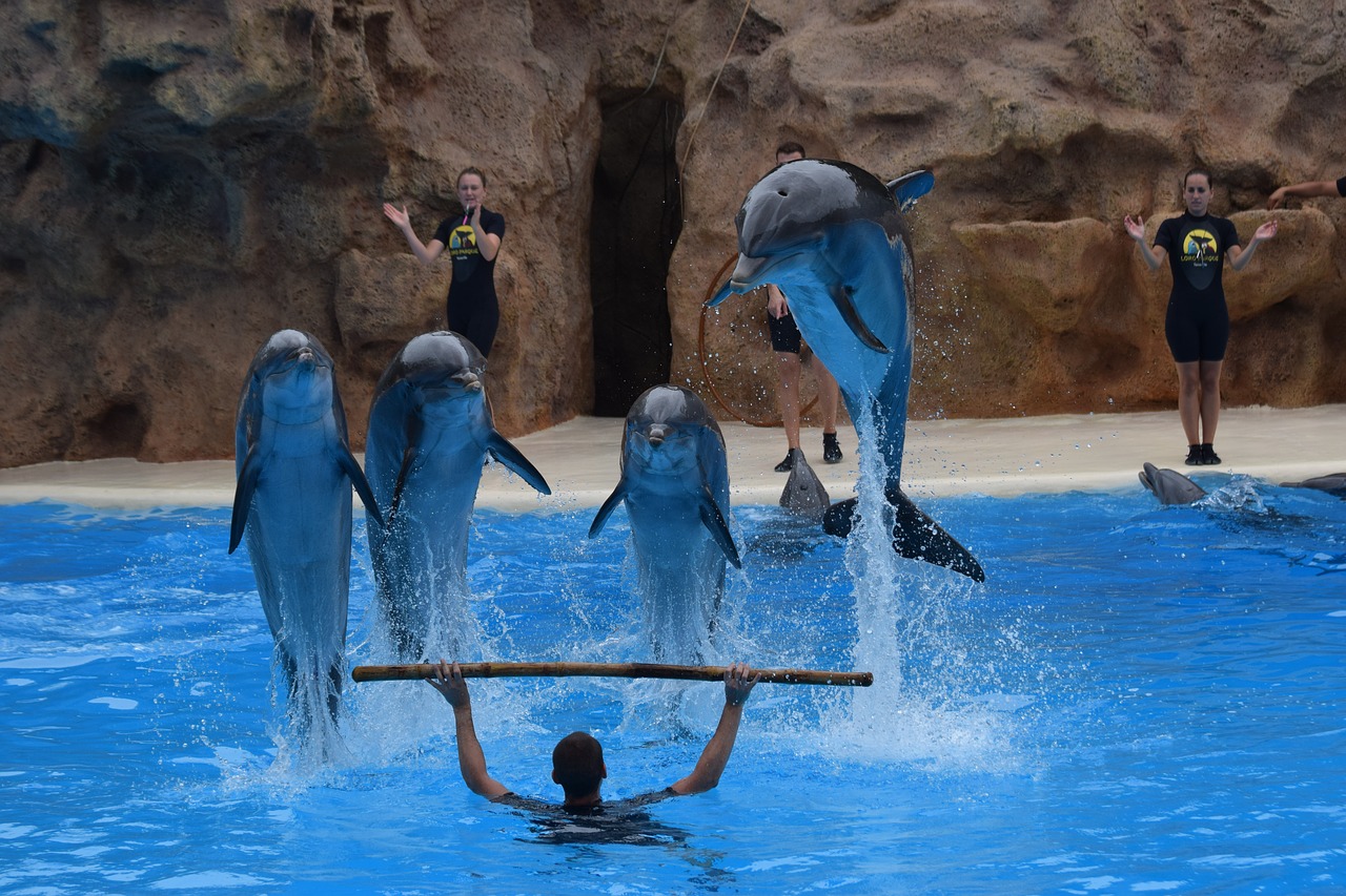the loro-parque  dolphins  tenerife free photo
