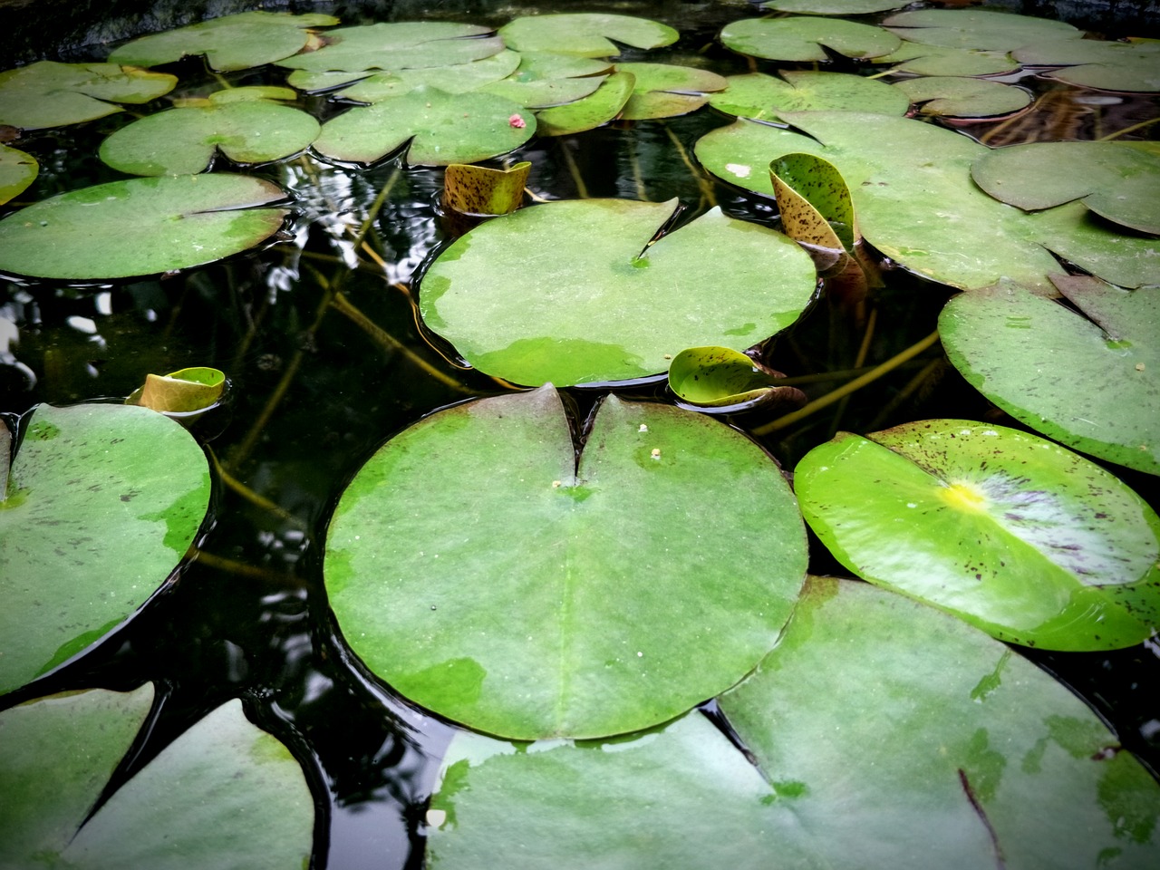 the lotus pond lotus leaf water free photo