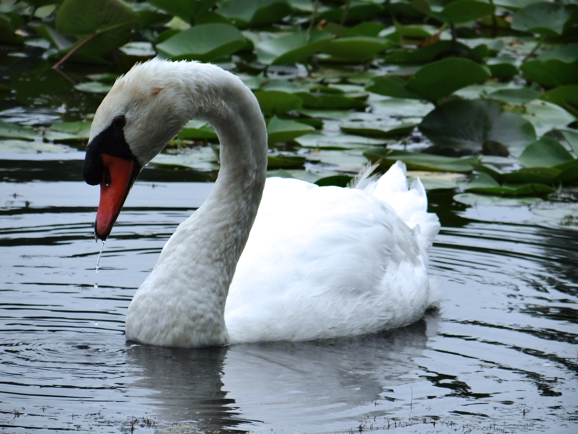 swan lovely nature free photo