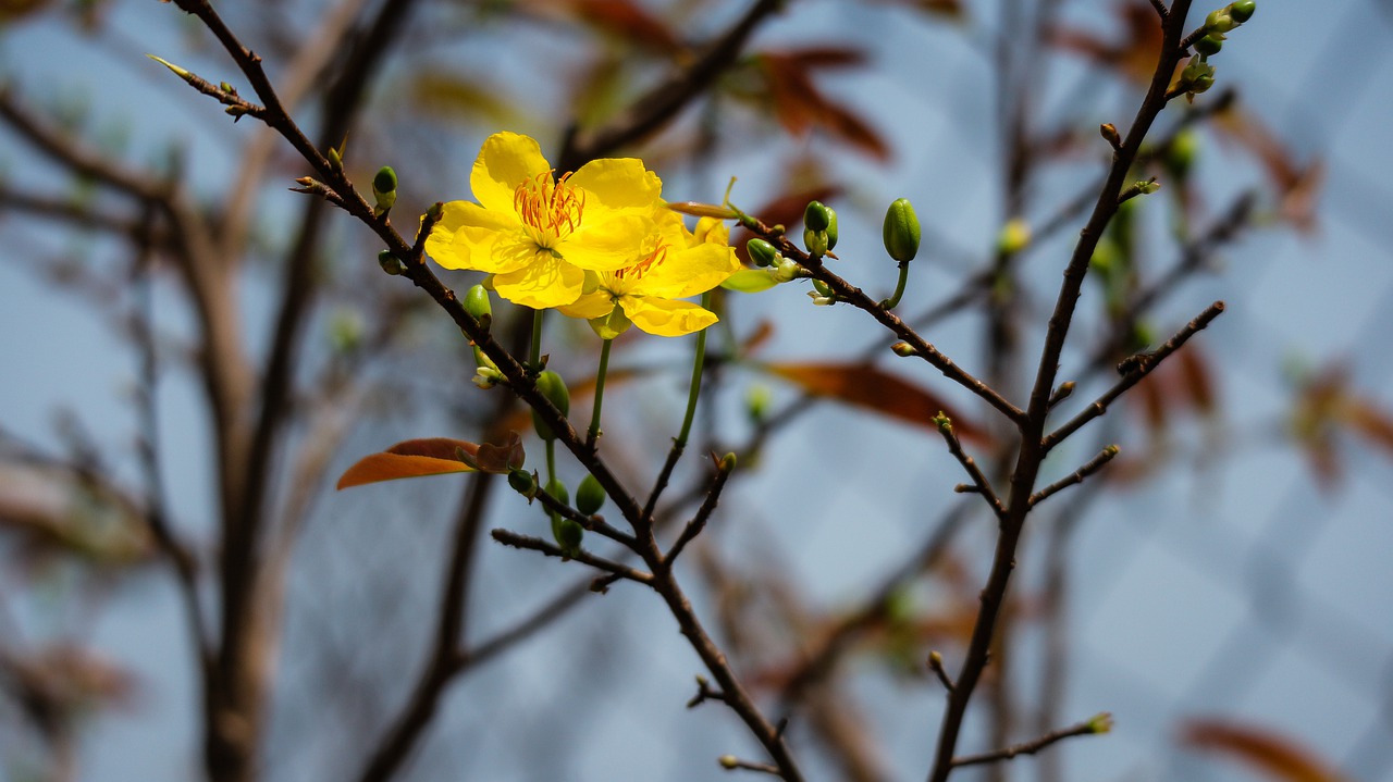 the lunar new year  spring  weather free photo