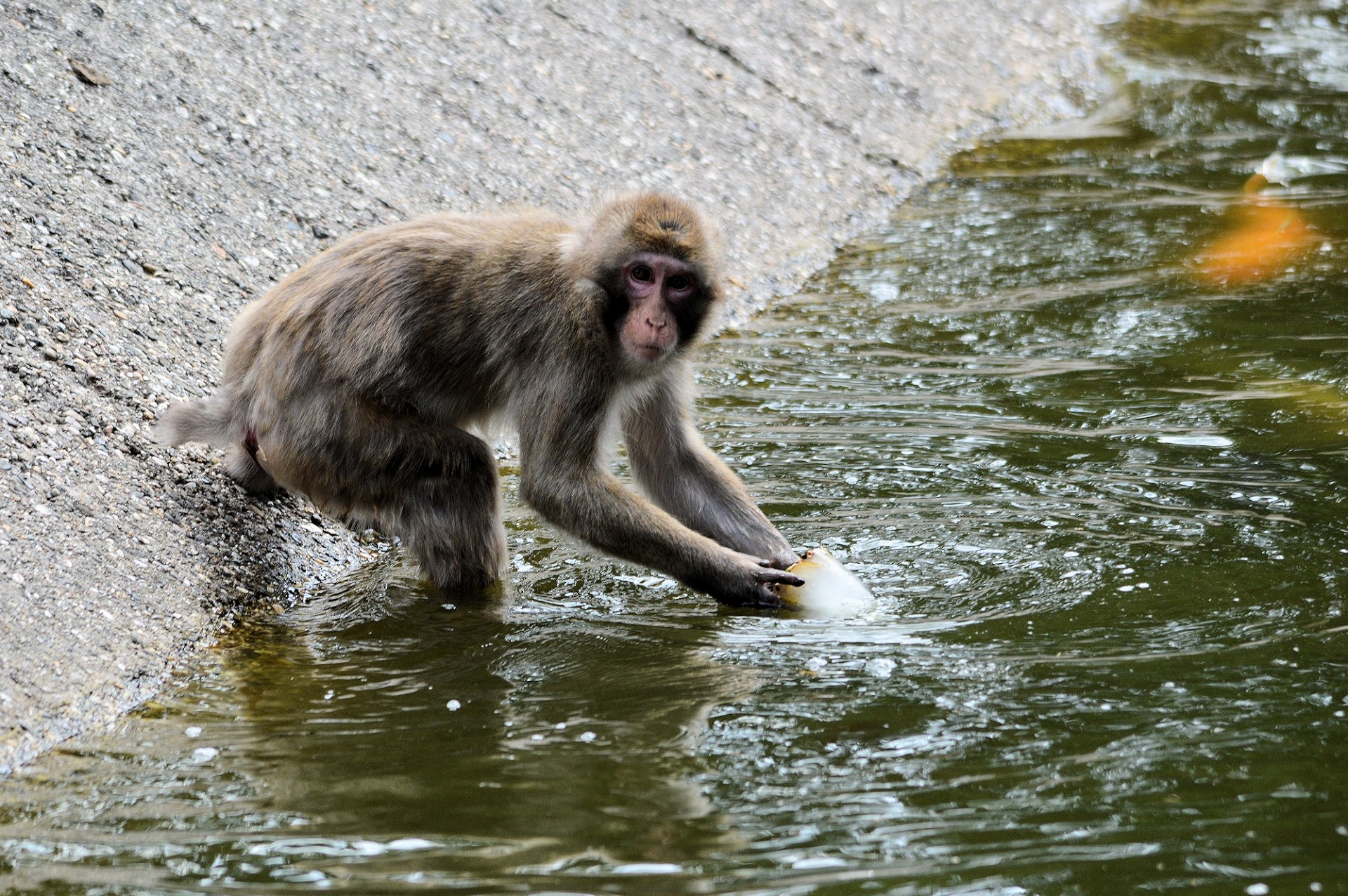 monkey ape series free photo