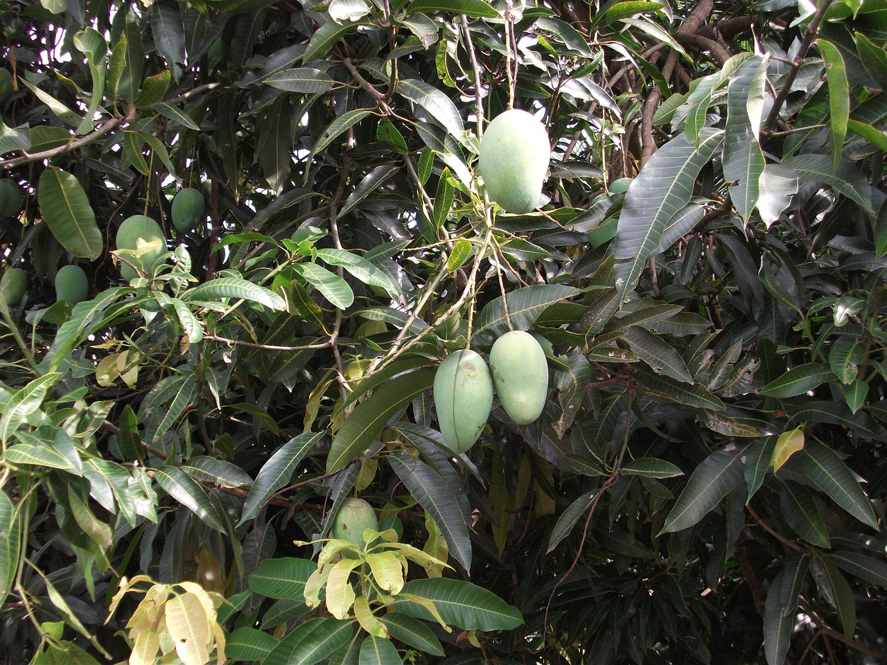 the mango tree held at the four seasons yet the blue mango free photo
