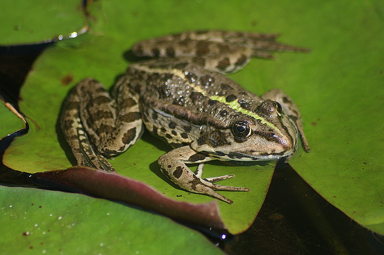 the marsh frog frog pond free photo