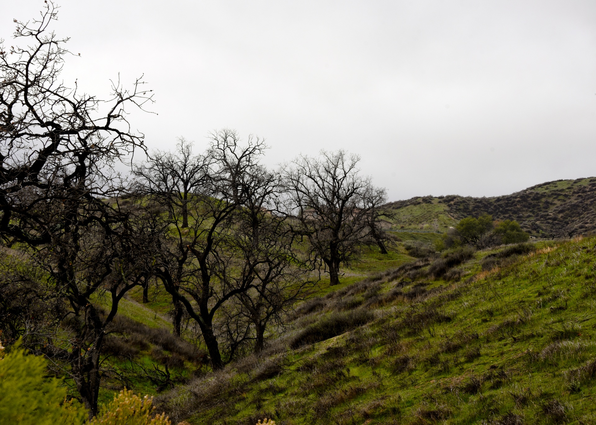 black trees tree free photo