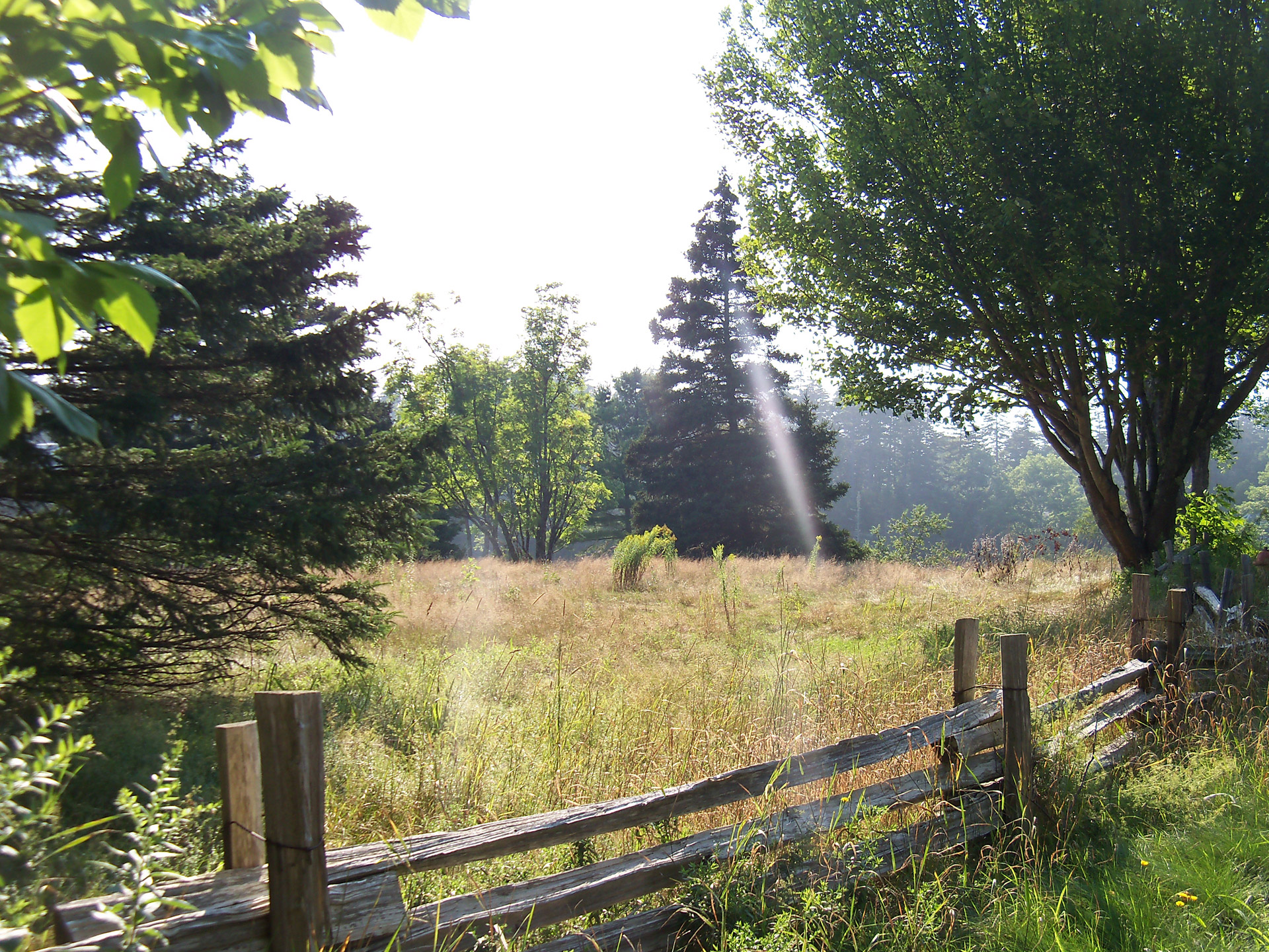 meadow grass trees free photo