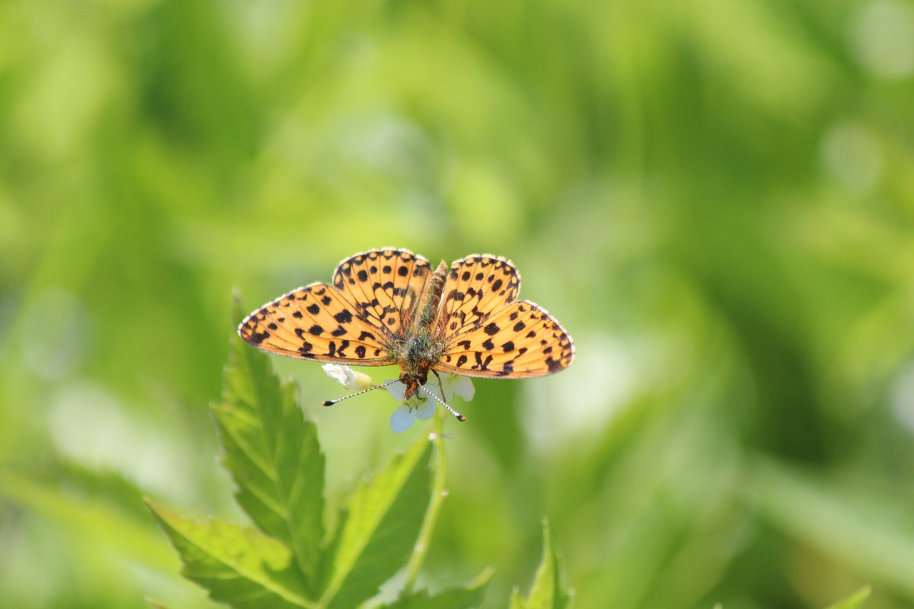 the metalmark  butterfly  lepidoptera free photo