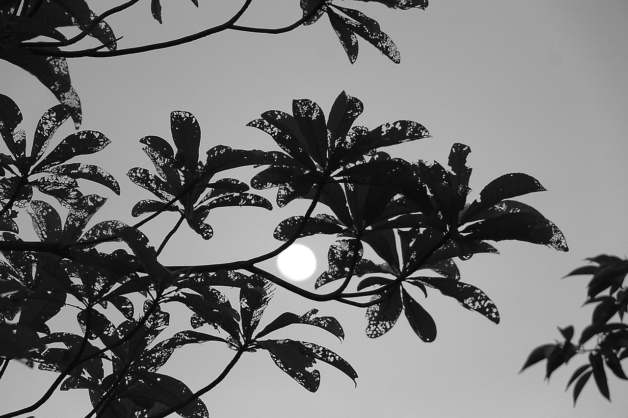 the mid-autumn festival homesickness black and white picture free photo