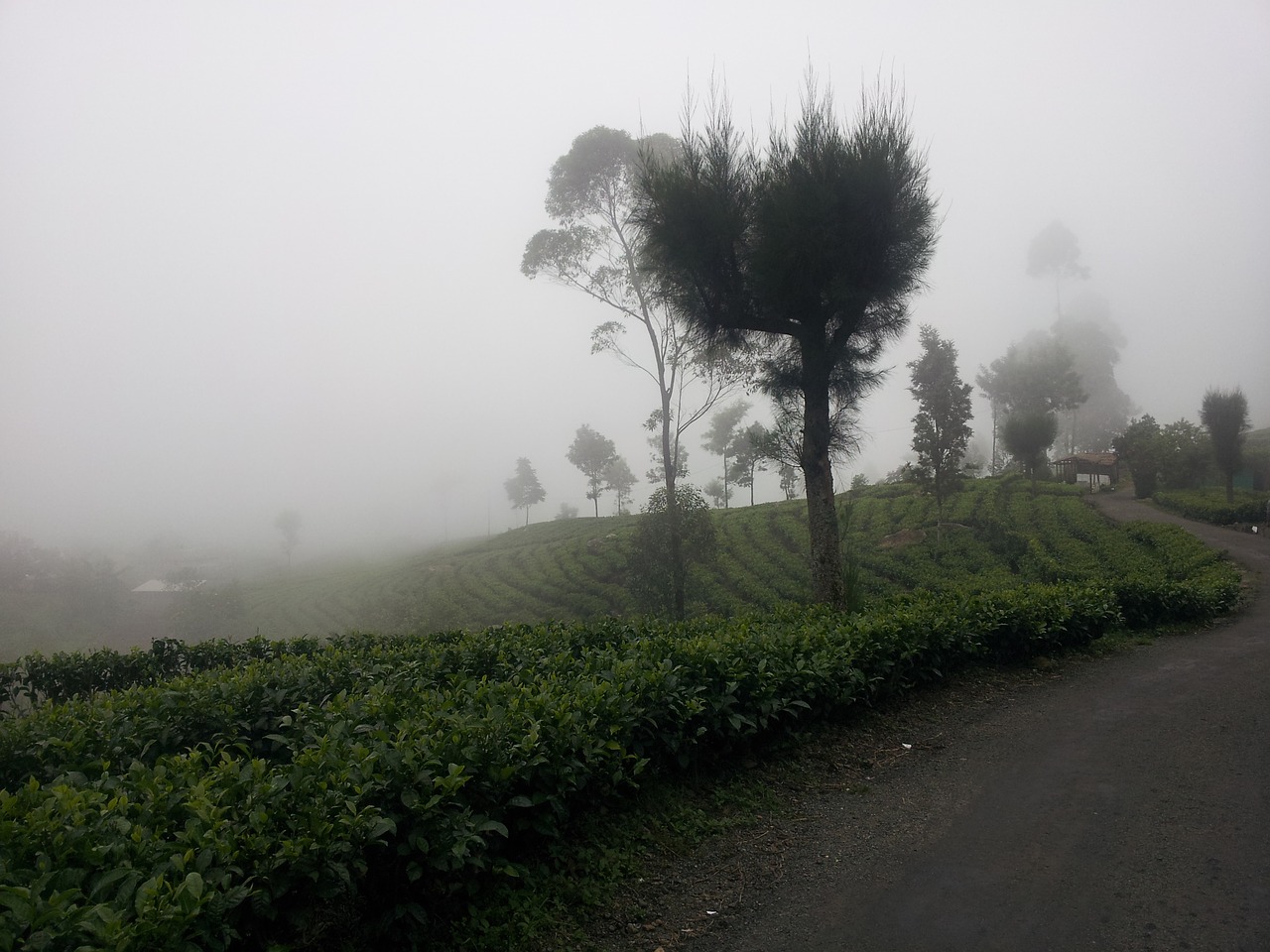 the mist tea estate forest free photo