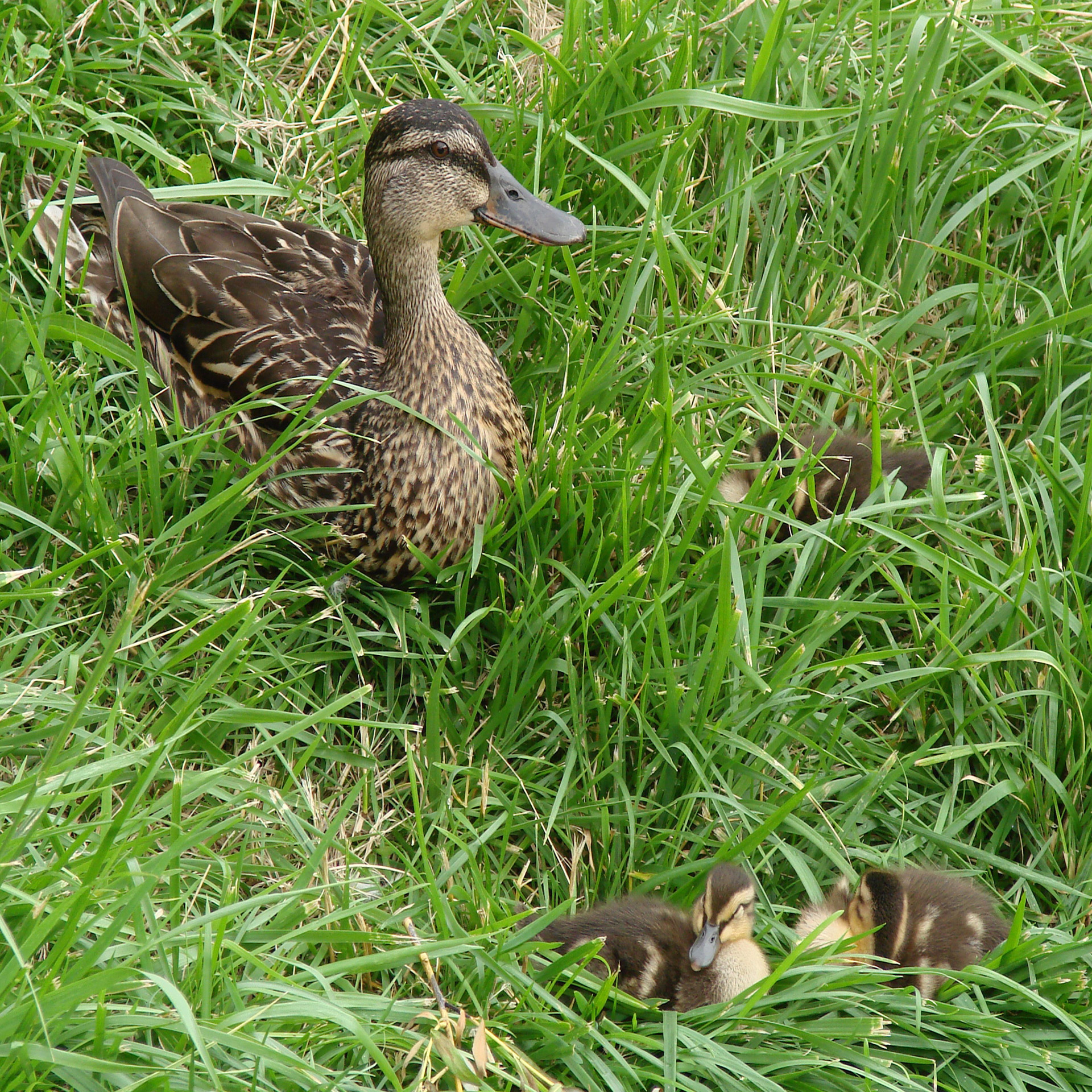 ducklings momma nature free photo