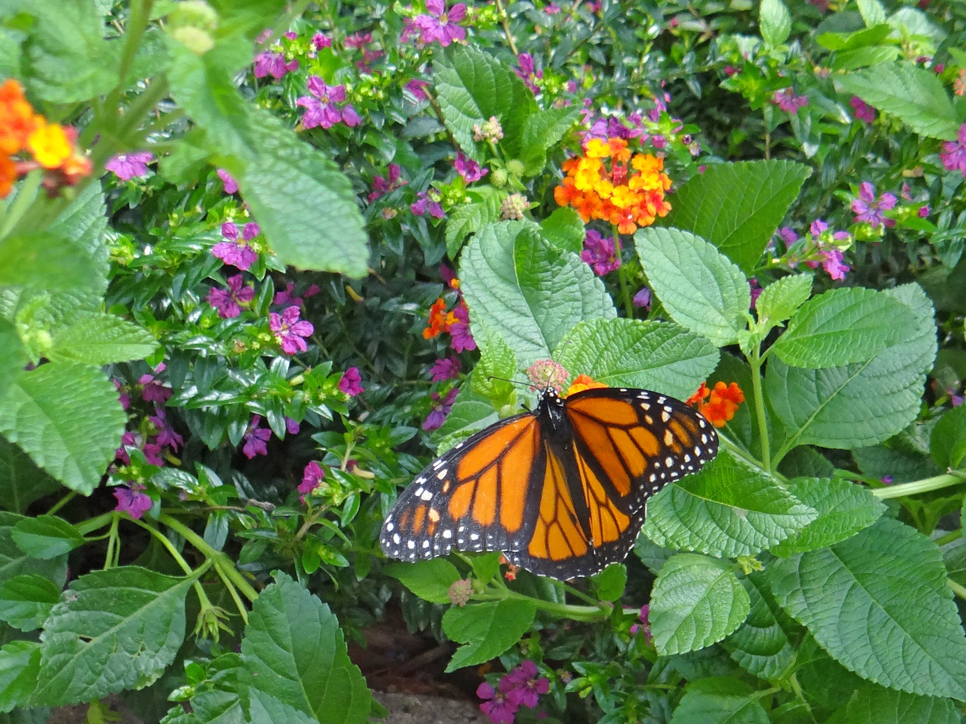 monarch butterfly flowers free photo