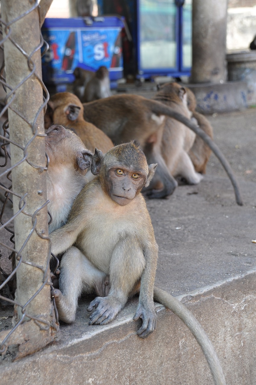 the monkey thailand animal free photo