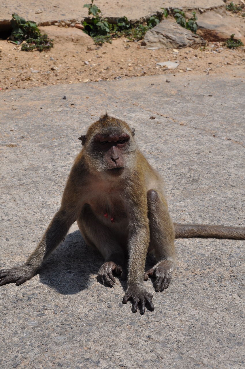 the monkey thailand animal free photo