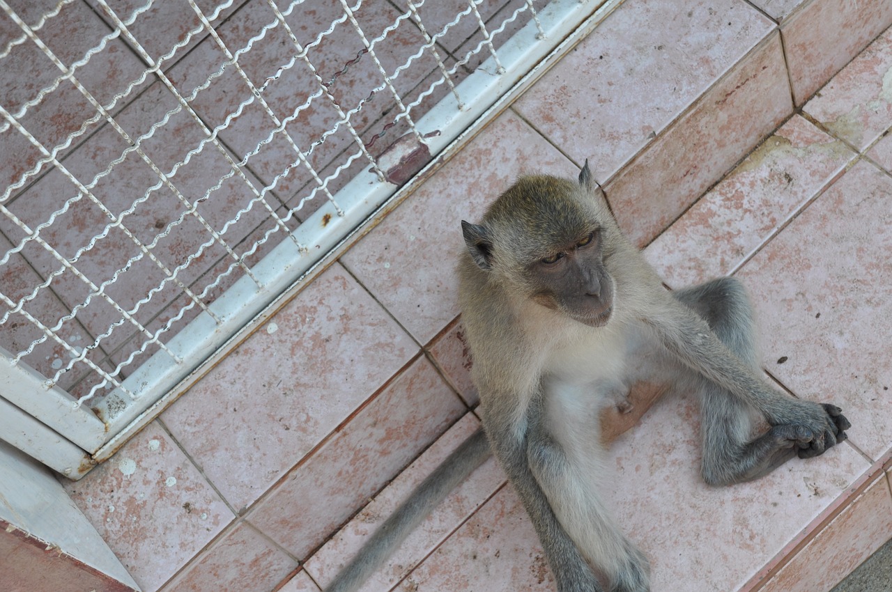 the monkey thailand animal free photo