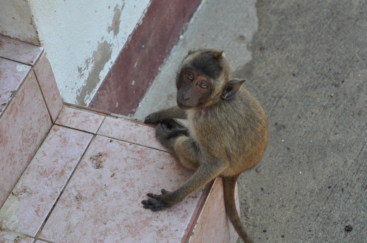 the monkey thailand animal free photo