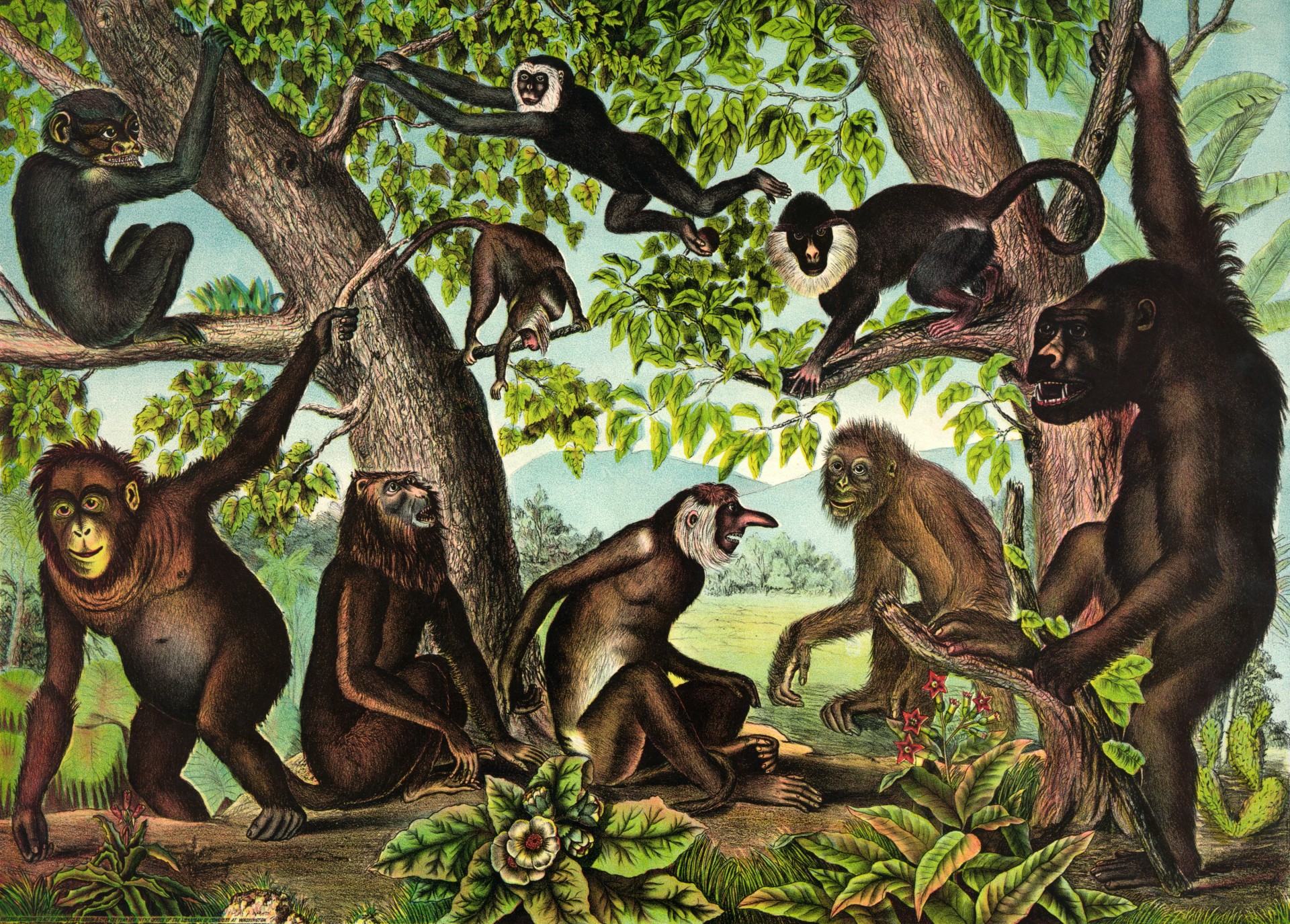 Годы жизни обезьяны. Приматы Кайнозой Эра. Дриопитек австралопитек. Приматы палеогена. Человекообразные обезьяны.