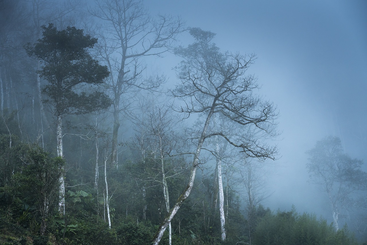 the morning  fog  vietnam free photo