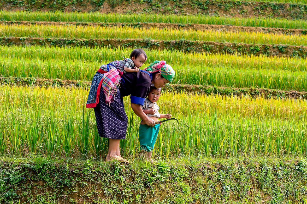 the mother kids rice fields free photo