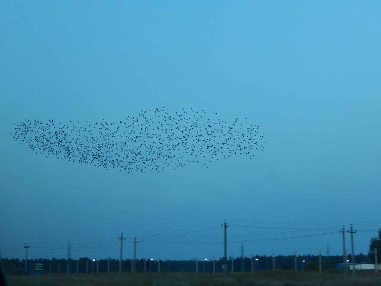 the murmuration starlings birds free photo