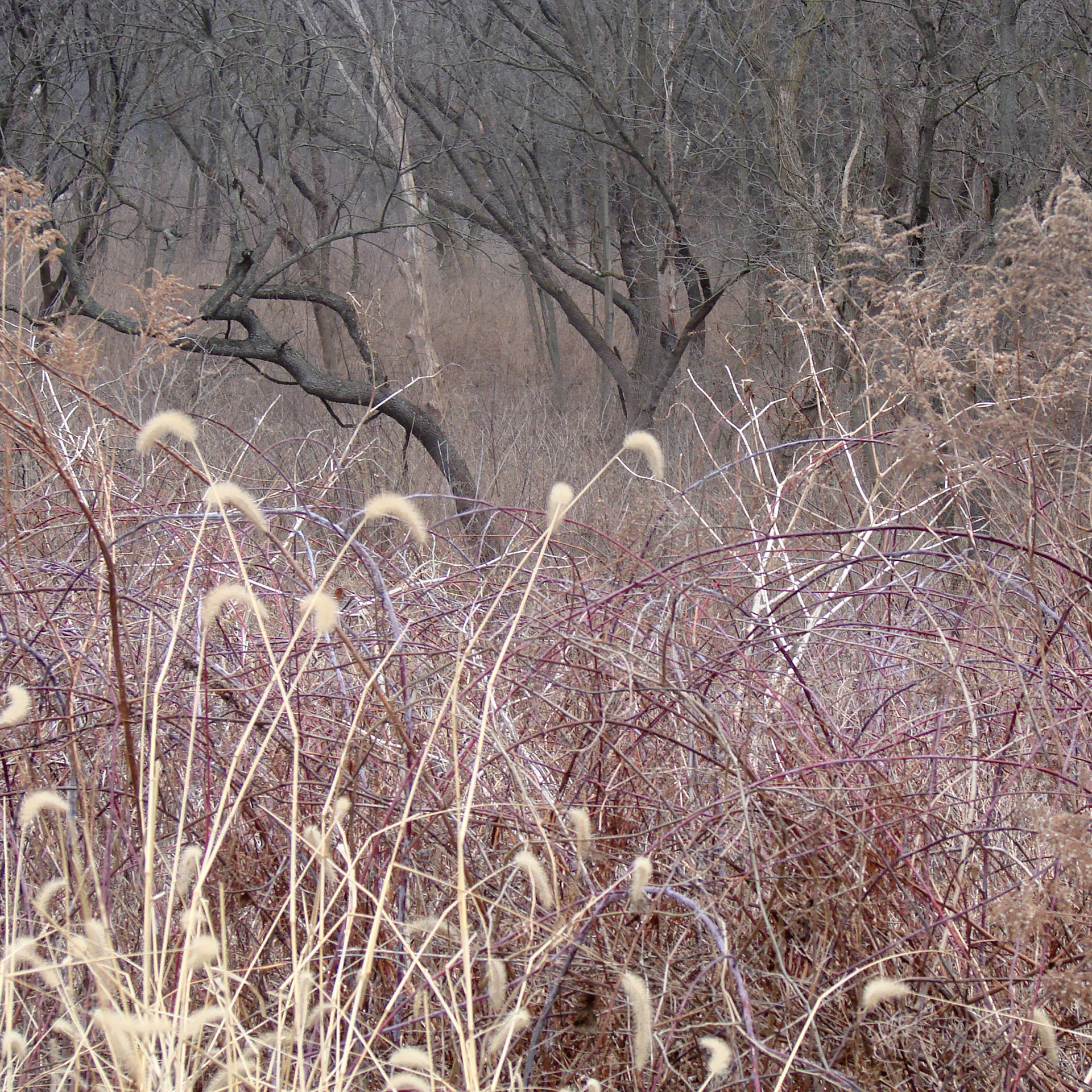 spring muted colors nature reserve free photo