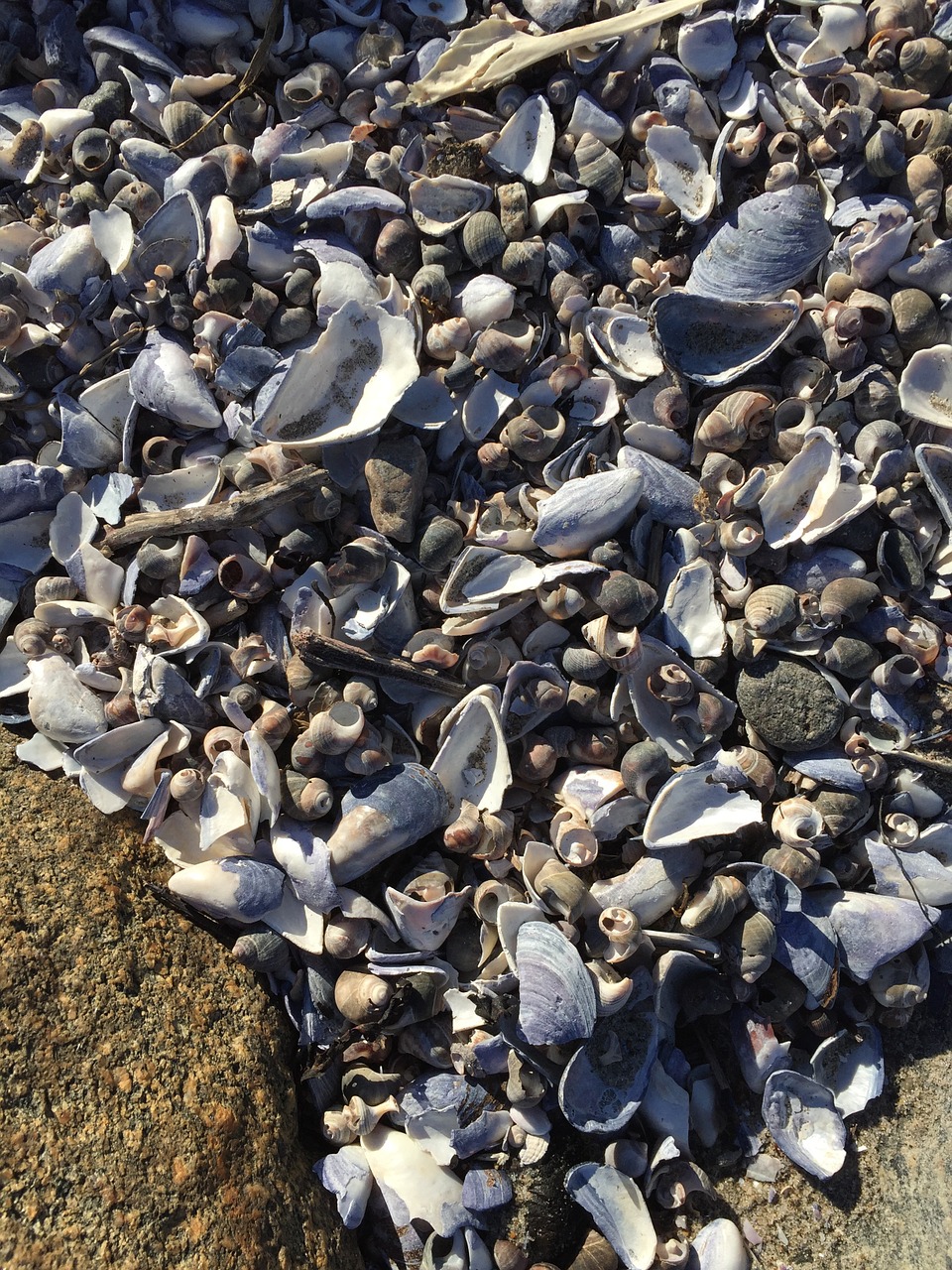 shells the nature of the low tide free photo