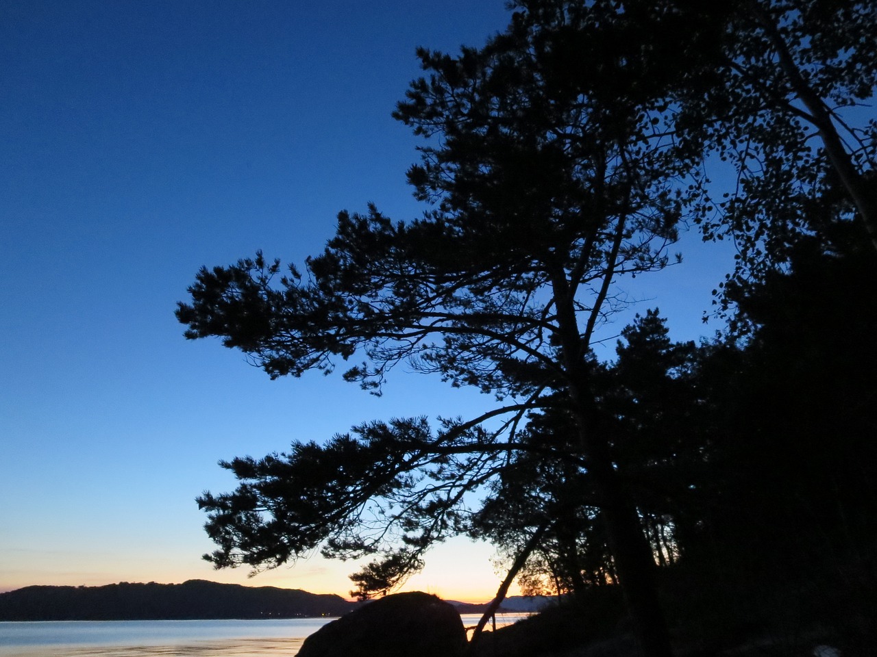 the nature of the trees dusk free photo