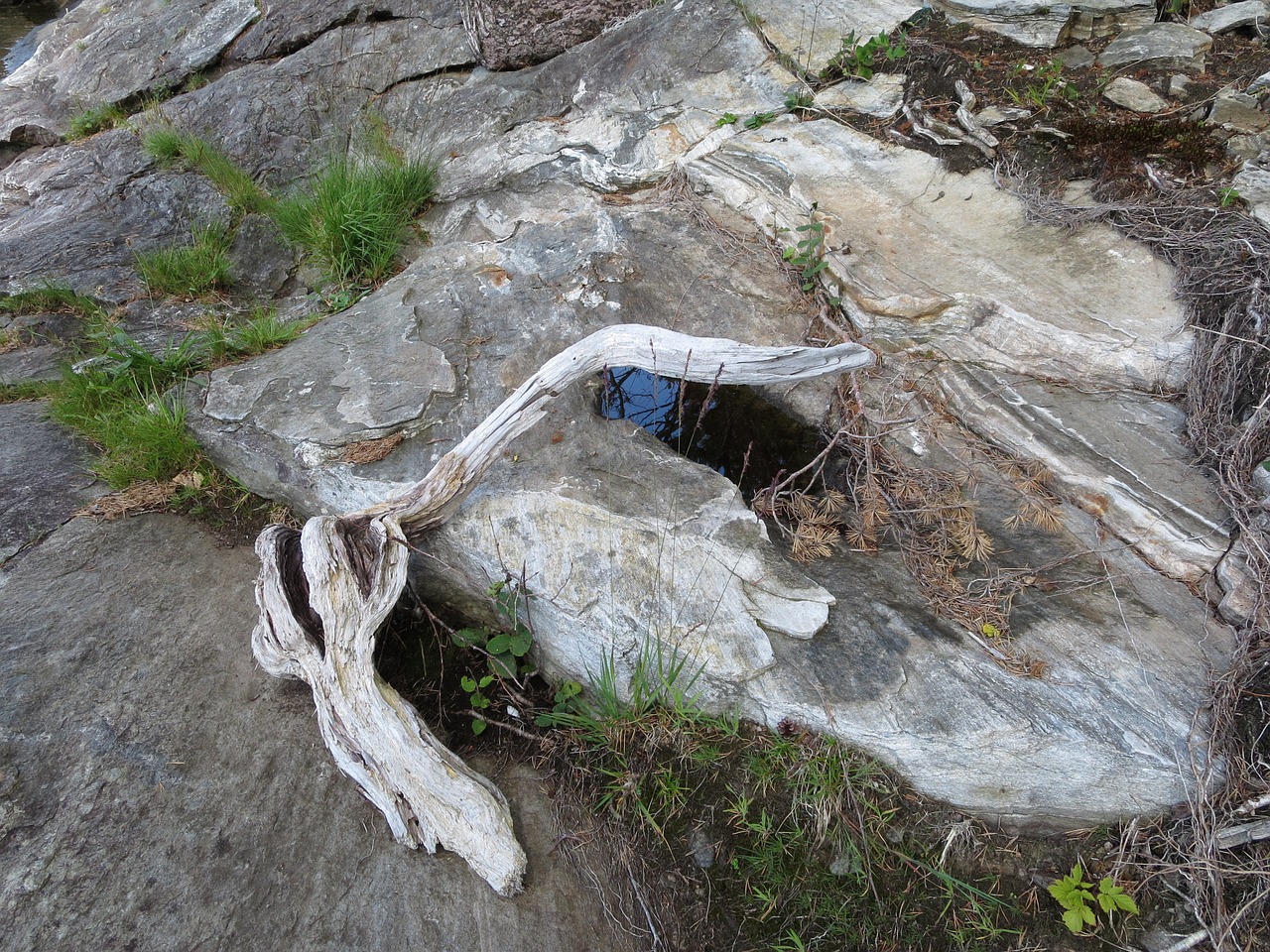 driftwood the nature of the waterfront free photo