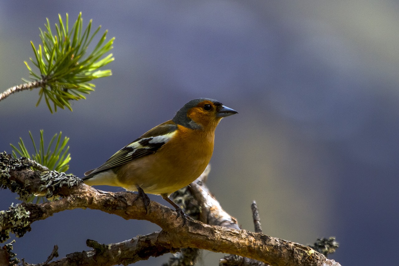 the nature of the  birds  bokfink free photo