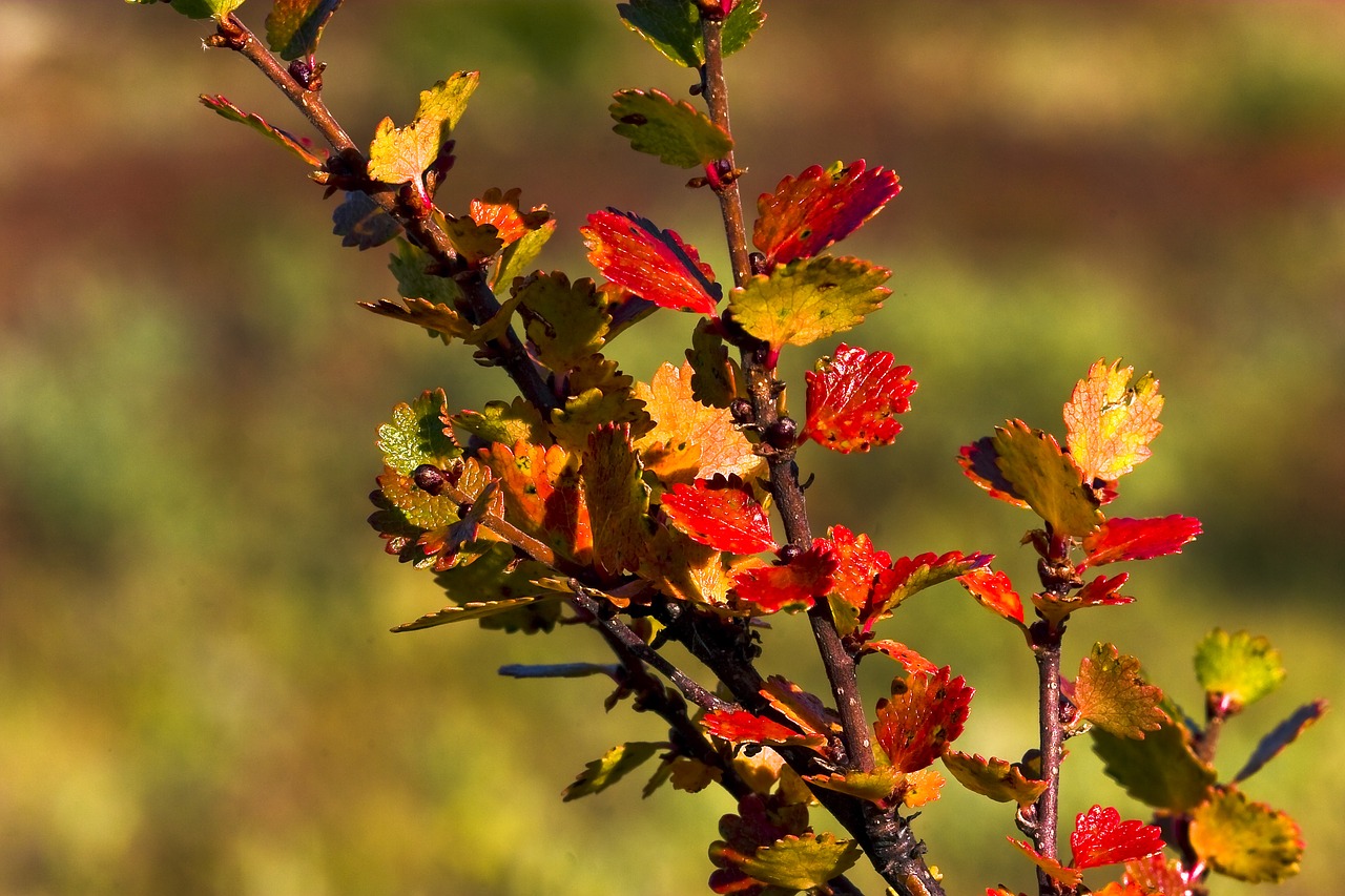 the nature of the  leaf  autumn free photo